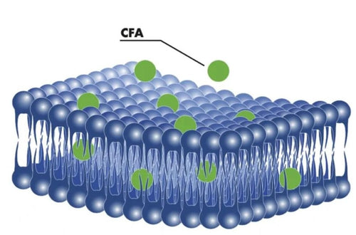 cetylated fatty acids